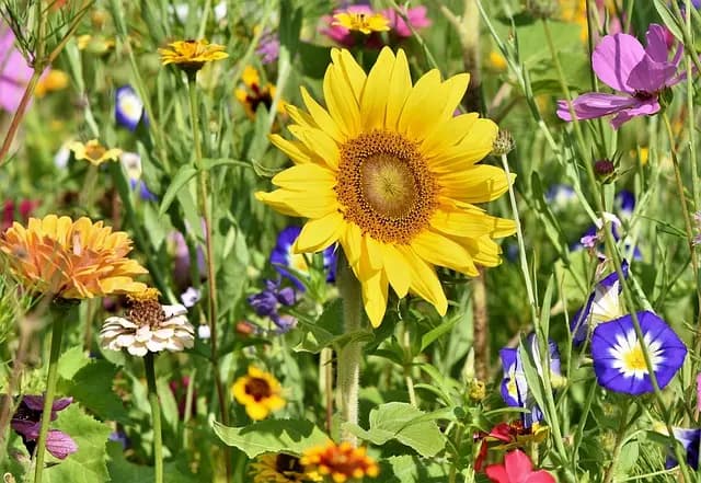 Comment choisir l'éclairage parfait pour votre jardin