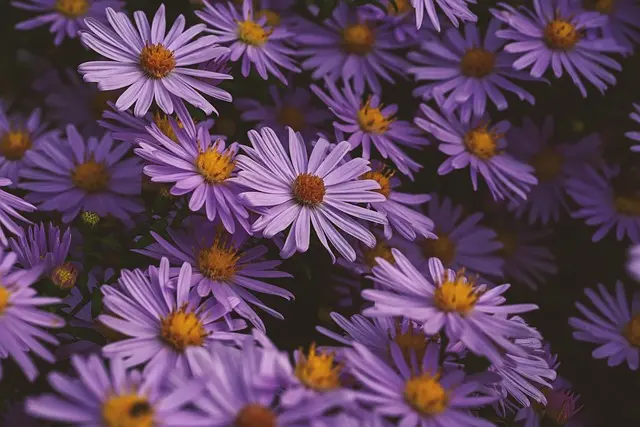 Les Meilleures Solutions d'Éclairage Solaire pour Votre Jardin