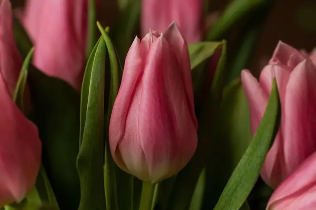 Éclairage Solaire : Avantages et Options pour votre Jardin