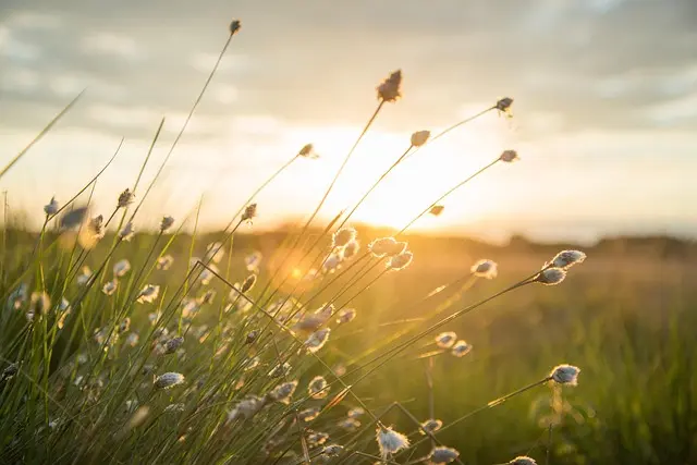 The Pros and Cons of Solar-Powered Lighting