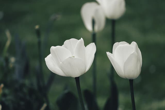 Comment choisir l'éclairage parfait pour un jardin accueillant